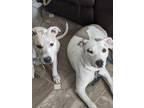Adopt Mischief and LB a White - with Tan, Yellow or Fawn Staffordshire Bull