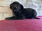 Adopt Mochi a Black - with White Whippet / Vizsla / Mixed dog in Union