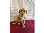 Adopt Mabel a Tan/Yellow/Fawn - with White Whippet / Vizsla / Mixed dog in