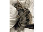 Adopt John a Tiger Striped Domestic Longhair / Mixed (long coat) cat in