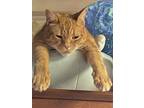 Adopt Butters(King Butters) a Orange or Red (Mostly) American Shorthair / Mixed