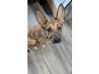 Adopt Hazel a Tan/Yellow/Fawn - with Black German Shepherd Dog / Mixed dog in