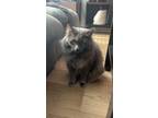 Adopt Kyoshi a Gray, Blue or Silver Tabby Russian Blue / Mixed (medium coat) cat