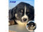 Adopt Thor a Tricolor (Tan/Brown & Black & White) Australian Shepherd / Mixed