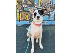 Adopt VICKIE a Black - with White Jack Russell Terrier / Mixed dog in Cranston