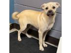 Adopt Delta a Tan/Yellow/Fawn Puggle / Mixed dog in Beverly Hills, CA (41550592)