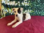 Adopt Elmer a Brindle - with White Parson Russell Terrier / Jack Russell Terrier