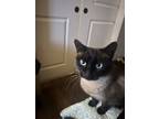 Adopt Lil Jo a Brown or Chocolate (Mostly) Siamese / Mixed (medium coat) cat in