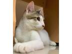 Adopt Lorenzo a Domestic Shorthair / Mixed (short coat) cat in Lunenburg