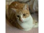 Adopt Cynthia a Domestic Shorthair / Mixed (short coat) cat in Lunenburg