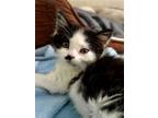 Adopt Celeste a Domestic Mediumhair / Mixed (short coat) cat in Meriden