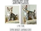 Adopt Snowflake a Domestic Shorthair / Mixed (short coat) cat in Albany