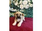 Adopt Louise a Tricolor (Tan/Brown & Black & White) Border Terrier / Parson