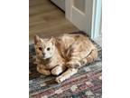 Adopt Vinnie a Domestic Shorthair / Mixed (short coat) cat in Brigham City -