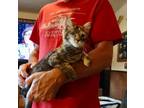 Adopt Uno a Domestic Shorthair / Mixed (short coat) cat in Brigham City - Ogden
