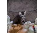 Adopt Dos a Domestic Longhair / Mixed (short coat) cat in Brigham City - Ogden