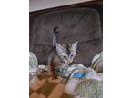 Adopt Tres a Domestic Shorthair / Mixed (short coat) cat in Brigham City -