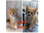 Adopt Fanta a Domestic Longhair / Mixed (short coat) cat in Brigham City -