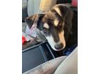 Adopt Onyx a Border Collie / Mixed dog in Brigham City - Ogden, UT (41550536)