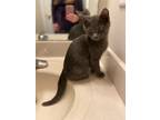 Adopt Stark a Domestic Shorthair / Mixed cat in Raleigh, NC (41546314)