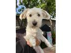 Adopt Biscuit a White Maltipoo / Mixed dog in Temecula, CA (41550472)