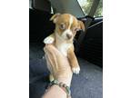 Adopt Nugget a Tan/Yellow/Fawn - with White Chiweenie / Dachshund / Mixed dog in