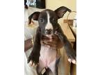 Adopt Bella a Black - with White American Pit Bull Terrier / Mixed Breed