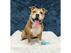 Adopt Slim Jim a Tan/Yellow/Fawn - with White Pit Bull Terrier / Mixed dog in