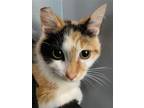 Adopt Aubrey a Calico or Dilute Calico Domestic Shorthair / Mixed cat in