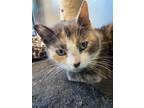 Adopt Allie a Calico or Dilute Calico Domestic Shorthair / Mixed cat in