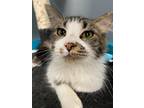 Adopt Pine a Brown Tabby Domestic Shorthair / Mixed cat in Pittsburgh