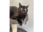 Adopt Penny a All Black Domestic Shorthair / Mixed cat in Pittsburgh