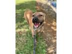 Adopt George a Brown/Chocolate - with Black Mixed Breed (Medium) / Mixed dog in