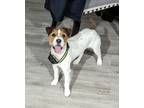 Adopt Bruno a White - with Brown or Chocolate Jack Russell Terrier / Mixed dog