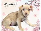 Adopt Wyonna a Tan/Yellow/Fawn Terrier (Unknown Type, Medium) / Mixed dog in