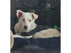 Adopt Sofi a White Collie / Mixed dog in Seattle, WA (41550541)