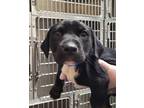 Adopt Milo a Black Labrador Retriever / Mixed Breed (Medium) / Mixed (short