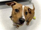 Adopt CRICKET a Tan/Yellow/Fawn Pit Bull Terrier / Mixed dog in Denver