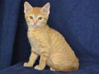 Adopt PHOENIX a Orange or Red Domestic Mediumhair / Mixed (medium coat) cat in