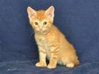 Adopt COPPER a Orange or Red Domestic Mediumhair / Mixed (medium coat) cat in