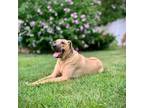 Adopt Rocky a White - with Tan, Yellow or Fawn Rhodesian Ridgeback / Mixed dog