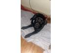 Adopt Bella a Black Mutt / Mixed dog in Pueblo, CO (41550449)