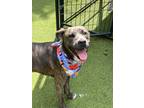Adopt Coco a Brindle - with White Mountain Cur / Terrier (Unknown Type