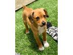 Adopt Lark a Mixed Breed (Medium) / Mixed dog in Thousand Oaks, CA (41549729)