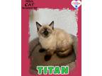 Adopt Titan a Ragdoll / Mixed (short coat) cat in Kingman, AZ (41550446)