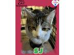 Adopt SJ a Domestic Shorthair / Mixed (short coat) cat in Kingman, AZ (41550445)