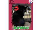 Adopt Rambo a Domestic Shorthair / Mixed (short coat) cat in Kingman