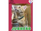Adopt Jughead a Domestic Shorthair / Mixed (short coat) cat in Kingman