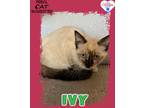 Adopt Ivy a Ragdoll / Mixed (short coat) cat in Kingman, AZ (41550442)