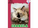 Adopt Isabela a Ragdoll / Mixed (short coat) cat in Kingman, AZ (41550441)